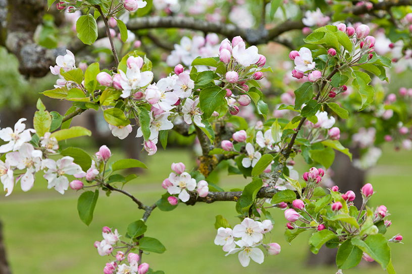 Fruitboom met bloesem.